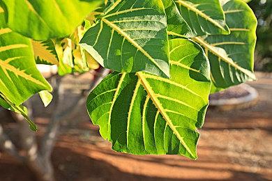 《烈焰之刃》M站均分75 IGN5分称枯燥乏味